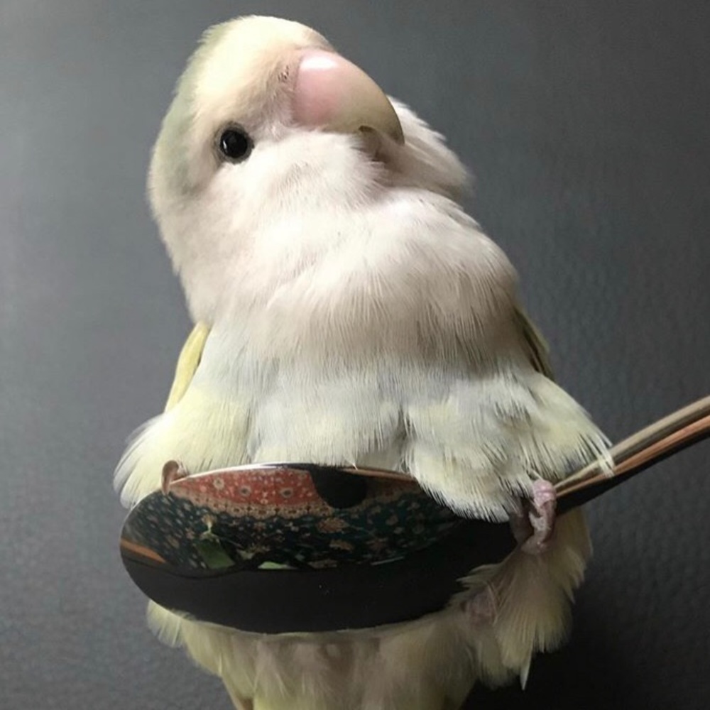 Meet your Posher, Tortilla